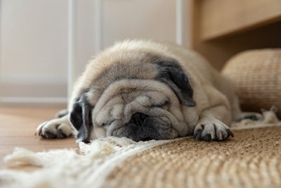 床で眠るパグ