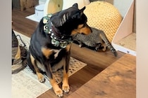 保護猫が『バレてない』と思いながら部屋を歩いたら、犬が気付いて…空気を読みすぎている『まさかの対応』に称賛「優しい世界」「気使ってるｗ」