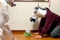 馬の被り物をした男性→そのまま『犬におもちゃの使い方を教えた』結果…あまりにもシュールな光景が160万再生「ポカーン顔ｗ」「困ってて草」