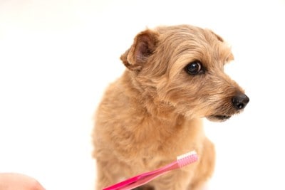 歯ブラシを嫌がるノーフォークテリア