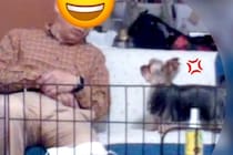 1日だけ『両親に犬のお世話を頼んだ』結果→ふと出先でカメラを確認すると、父が…思わず笑ってしまう光景が46万再生「なんか喋ってて草」