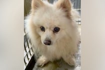 8年間『繁殖犬』として酷使された挙句、捨てられた犬→歩くこともままならない状態で…涙が出る『現在の光景』に反響「よく頑張った」「幸せに」