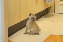 キッチンで『子犬のごはん』をふやかしていたら、気が付いて…とんでもなく尊い『ごはん待ちの様子』が58万再生「待てなさすぎｗ」「たまらん」