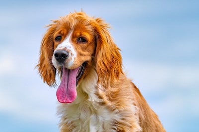 舌を長く出した茶白の犬