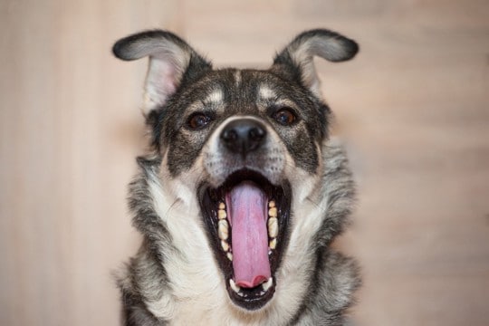 犬の危険な『舌の状態』4つ 健康状態を把握するためのチェック項目とは?