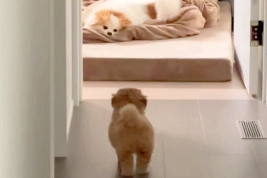 実家からやってきた犬が気になる『赤ちゃん犬』→警戒されてしまい…思わず守りたくなる行動が83万再生「怒り方も超絶可愛い」「キュンとした」