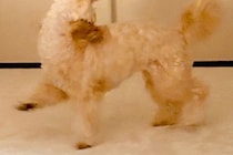 ぬいぐるみのような1歳の犬→悪さをする時だけは…全力すぎる『イタズラの仕方』に反響　普段のかわいらしい姿からは想像できない光景に爆笑