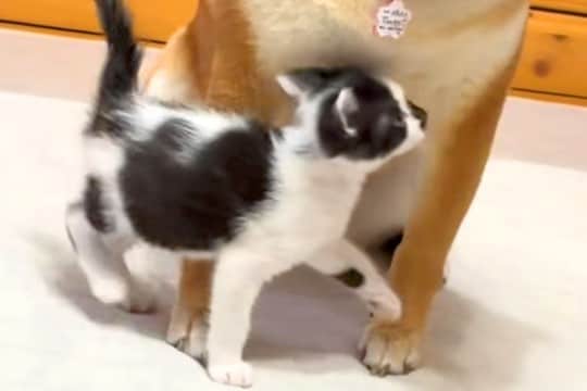 捨てられていた子猫が、犬を『お母さん』と勘違いした結果→思わず頬が緩む『尊い光景』が14万再生「困ってるけど優しいw」「お母さん顔」