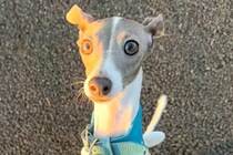 犬の散歩中、サーフィンに向かった夫→置いて帰ろうとしたら…『パパ来てないよ！』勘違いする光景が78万再生「本気で心配してる」「かわいい」