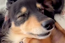 重なり合って眠る二匹の犬→寝顔を見てみると…想像を超える『衝撃の表情』が85万再生「笑いが止まらんｗｗ」「ちょっと親近感」と爆笑の声