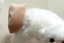 『犬がおもちゃを持ってきた』と思って振り向いたら…予想と違いすぎる『まさかのハプニングと表情』に4万いいね「申し訳なさそうｗ」「可愛い」