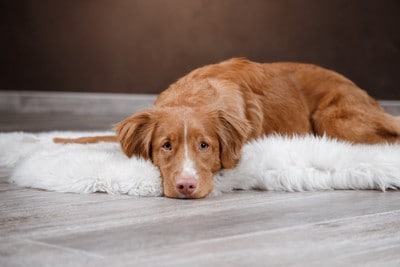 悲しそうな表情の犬