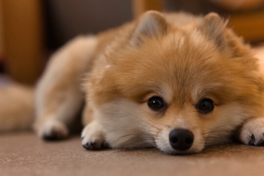 犬が『悲しい』ときにみせる仕草や行動4選 愛犬がしんどいと感じる理由や必要なサポートまで