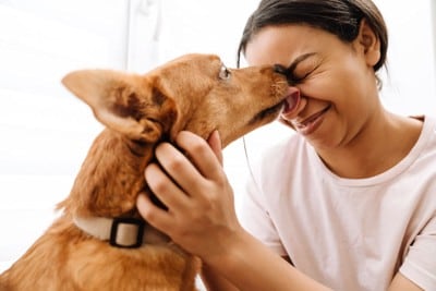 ペロペロする犬