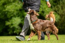 『人が好きな犬』に育てる方法5つ　フレンドリーなワンコの共通点や社会化の注意点まで
