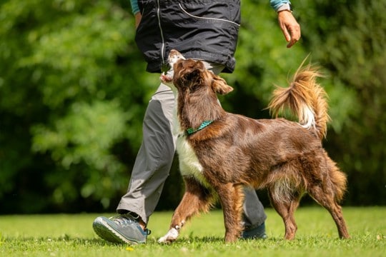 『人が好きな犬』に育てる方法5つ　フレンドリーなワンコの共通点や社会化の注意点まで