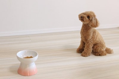 ごはんを待つ犬