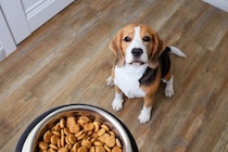 犬に『ごはん』を与えるときの絶対NG行為６選　愛犬の健康を損なうフードの食べさせ方とは？
