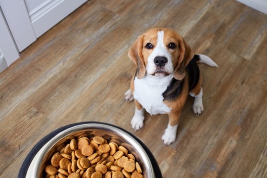 犬に『ごはん』を与えるときの絶対NG行為６選　愛犬の健康を損なうフードの食べさせ方とは？