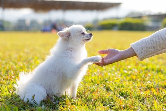 犬が覚えやすい『ワード』3つ　言葉を理解してもらうためのトレーニング方法とは？