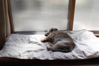 窓辺で寝ている犬