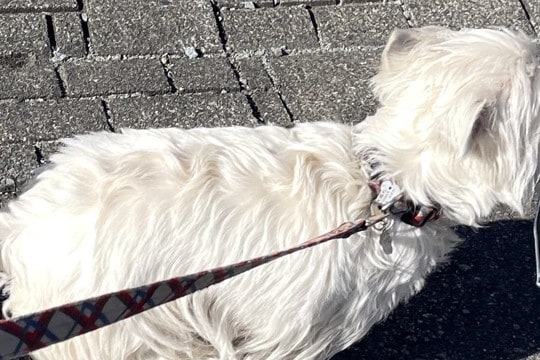 『草むらで拾った落とし物』を持って歩く犬→気に入ってしまった『まさかの物』が可愛すぎると14万表示「初心者なんだよねｗ」