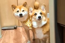 キッチンで料理をする父→犬2匹と猫が大集合して…絶対に無視できない『圧の強すぎるおねだり』が15万再生「可愛すぎ」「あげちゃうよねｗ」