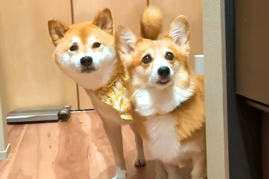 キッチンで料理をする父→犬2匹と猫が大集合して…絶対に無視できない『圧の強すぎるおねだり』が15万再生「可愛すぎ」「あげちゃうよねw」