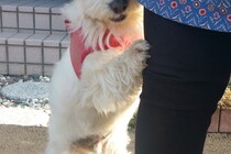 わかりやすく『人見知り』をする犬→まるで『人間の子どものような仕草』に2万いいね「チョッパーかな？ｗ」「可愛すぎる」隠された切ない理由も