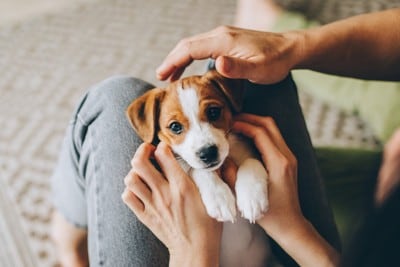 抱っこされている子犬