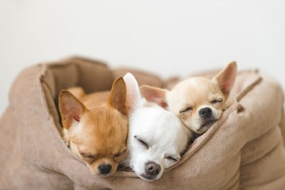 まとまって寝ている子犬