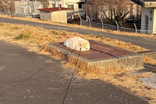 散歩中、完全に拗ねてしまった犬→まさかの『冤罪』と『理不尽な主張』が286万表示「演技派すぎるw」「クッション落ちてるのかと思った」の声