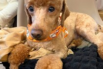 『犬を関口メンディーにしてください』とオーダーした結果→最高すぎる『髪型の仕上がり』が23万表示「吹いたｗｗ」「イケメンディー」と爆笑