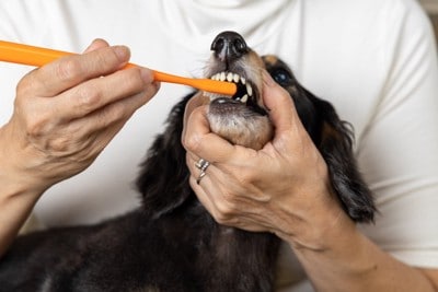 無理やり歯を磨かれる犬