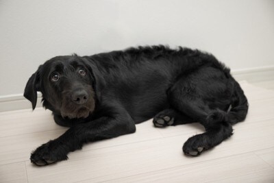 部屋の隅で怖がる犬