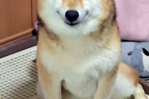 40分だけ、犬に『お留守番』を頼んだ結果→帰宅後の顔が…反則級に可愛い『まさかの表情』が24万再生「天使すぎる」「口角上がってる」と悶絶