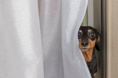 窓の外を眺める犬