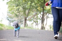『小型犬に散歩』は必要？適切な頻度や散歩に行かないと起こり得るリスクまで