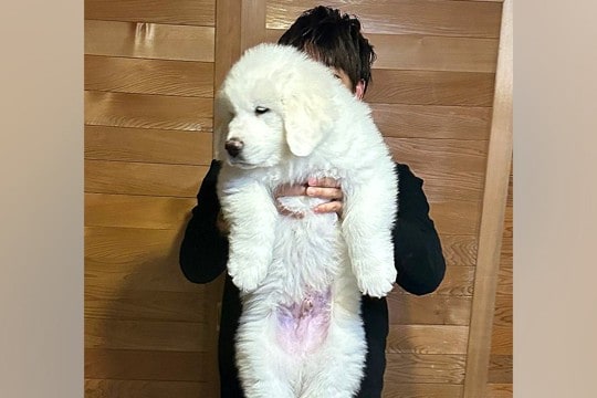 ぬいぐるみサイズだった生後2ヶ月の赤ちゃん犬→10ヶ月後…「デカすぎるww」「何倍だよ」同じ犬と思えない『衝撃の成長』に3万いいね集まる
