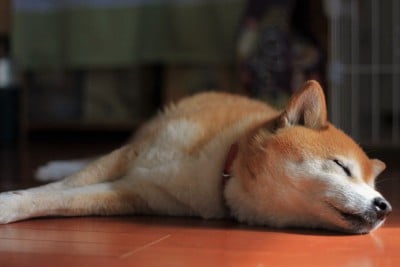 柴犬の寝顔