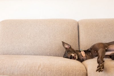 ソファーで寝る犬