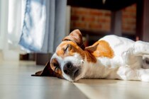 犬が『寝床を使ってくれない』理由5つ　自分のベッドで寝ない心理や対処法まで解説
