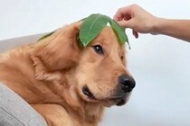 大型犬に葉っぱを乗せ『似合ってる』と言ってみた結果→まるで人間のような『まさかの表情』が16万再生「伝わってるｗ」「まんざらでもない」