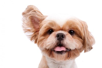 片耳だけ立っている犬