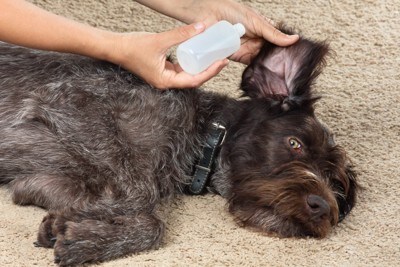 寝転んだまま飼い主に耳洗浄液を滴下される犬