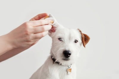 耳をコットンで拭かれている犬