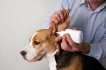 耳洗浄液は必要？耳洗浄液の使用と耳の炎症や細菌真菌との関係【獣医が解説】