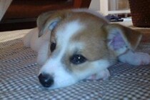 20年前、ゴミ箱に捨てられていた子犬を発見→保護後『たっぷりの愛情』を注いだ結果…奇跡的な『現在の光景』に称賛の声「天使」「ありがとう」