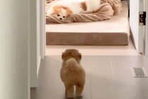 実家からやってきた犬が気になる『赤ちゃん犬』→警戒されてしまい…思わず守りたくなる行動が83万再生「怒り方も超絶可愛い」「キュンとした」