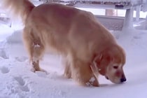 札幌で災害級の大雪→大型犬が外に出た結果…まるで子供のような『愛おしいリアクション』に反響「ピョンピョンしてるｗ」「元気で可愛い」